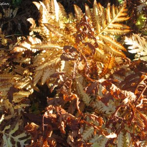 Herbstliche Impressionen vom Grazer Botanischen Garten