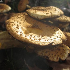 Herbstliche Impressionen vom Grazer Botanischen Garten