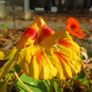 Herbstliche Impressionen vom Grazer Botanischen Garten