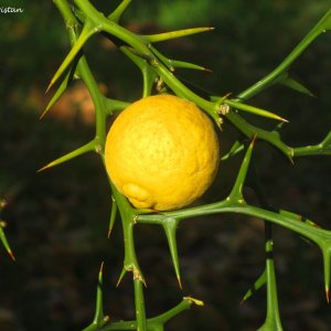 Herbstliche Impressionen vom Grazer Botanischen Garten