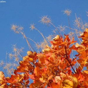 Herbstliche Impressionen vom Grazer Botanischen Garten