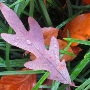 Herbstliche Impressionen vom Grazer Botanischen Garten