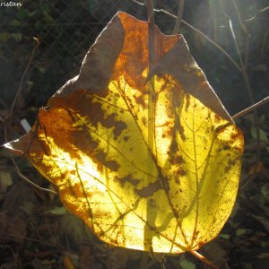 Herbstliche Impressionen vom Grazer Botanischen Garten