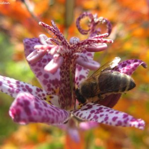 Herbstliche Impressionen vom Grazer Botanischen Garten