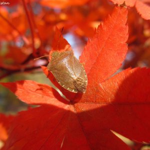 Herbstliche Impressionen vom Grazer Botanischen Garten