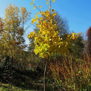 Herbstliche Gartenimpressionen