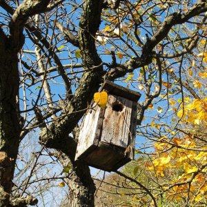 Herbstliche Gartenimpressionen