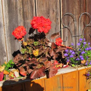 Herbstliche Gartenimpressionen