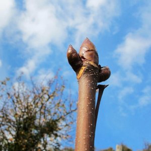 Herbstliche Gartenimpressionen