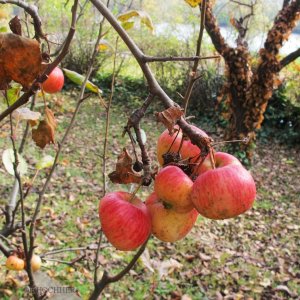 Herbstliche Gartenimpressionen