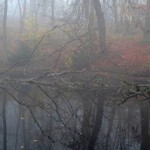 Teich im Nebel