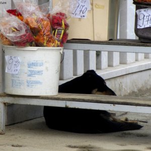 Straßenhund in Sarajevo