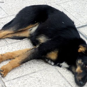 Straßenhund in Sarajevo