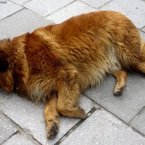 Straßenhund in Sarajevo