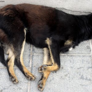 Straßenhund in Sarajevo