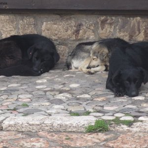 Straßenhunde in Sarajevo