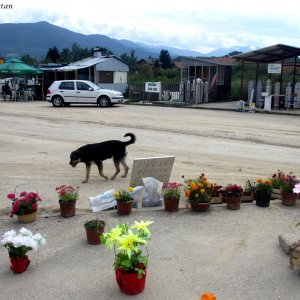 Straßenhund in Sarajevo