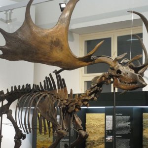 Irischer Riesenhirsch  im Joanneum Graz