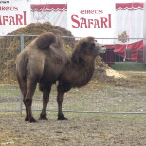 Grazer Weihnachtszirkus 2013