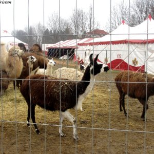 Grazer Weihnachtszirkus 2013