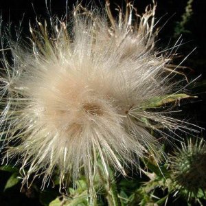 Distel