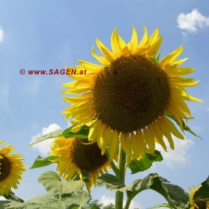 Sonnenblume