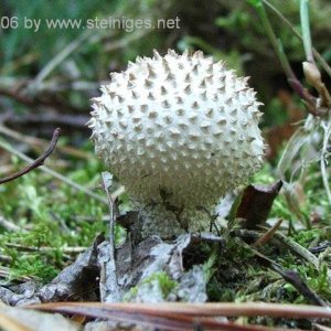 Medium 'weisser Pilz' in der Kategorie 'Natur'