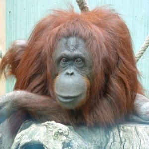 Orang Utan