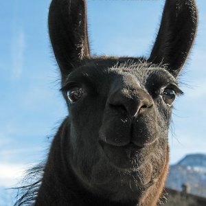 Lama