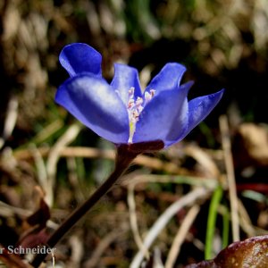 Leberblümchen