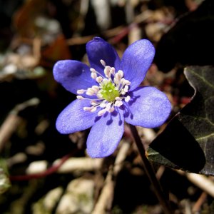 Leberblümchen