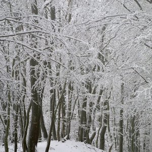 Winter im Wienerwald