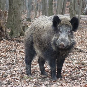 Aug in Aug mit dem wilden Schwein