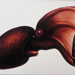 Vampirtintenfisch
