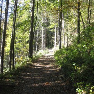 Wanderweg zur Burg Strechau