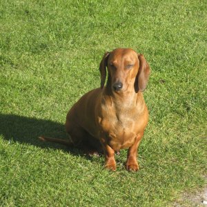 Hund der Familie Bösch