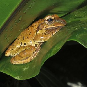 Weißbartruderfrosch Polypedates leucomystax