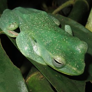 Malaiischer Flugfrosch Rhacophorus prominanus