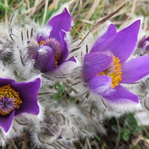 Frühling auf der Heide2