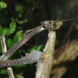 Riesen-Astmantis Heterochaeta orientalis