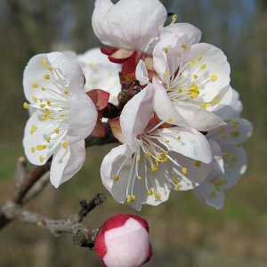 Marillenblüte