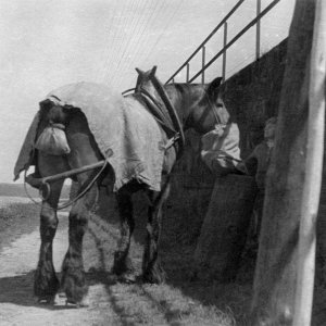 Treidelpferd am Treppelweg