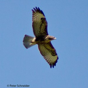 Bussard