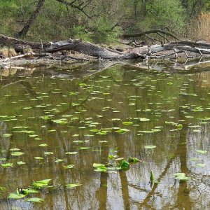 In der Lobau