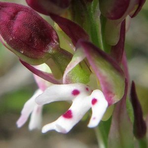 Blüte des Brandknabenkrautes