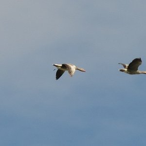 Flug der Graugänse