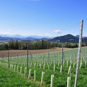 Taggenbrunn bei St.Veit an der Glan (Kärnten)