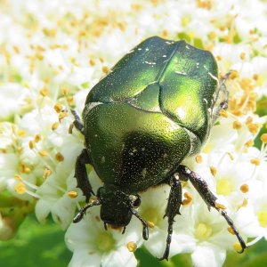 Rosenkäfer auf  Wolligem Schneeball