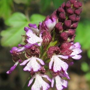 Purpur-Orchis