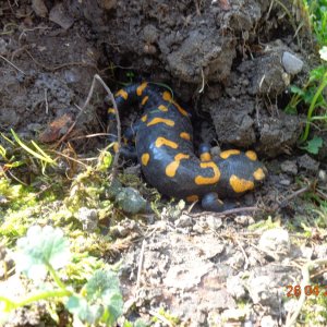 Feuersalamander